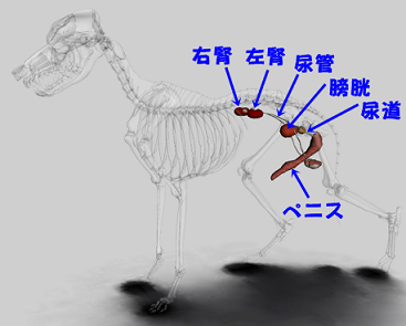 異所性尿管