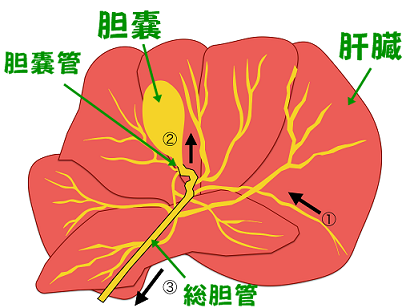 門脈体循環シャント