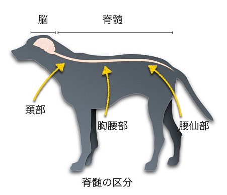 胸腰部椎間板ヘルニア